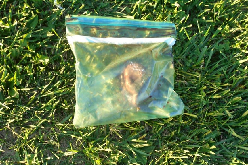 A heart inside of a clear ziplock lunch bag with a white stripe sitting on the grass