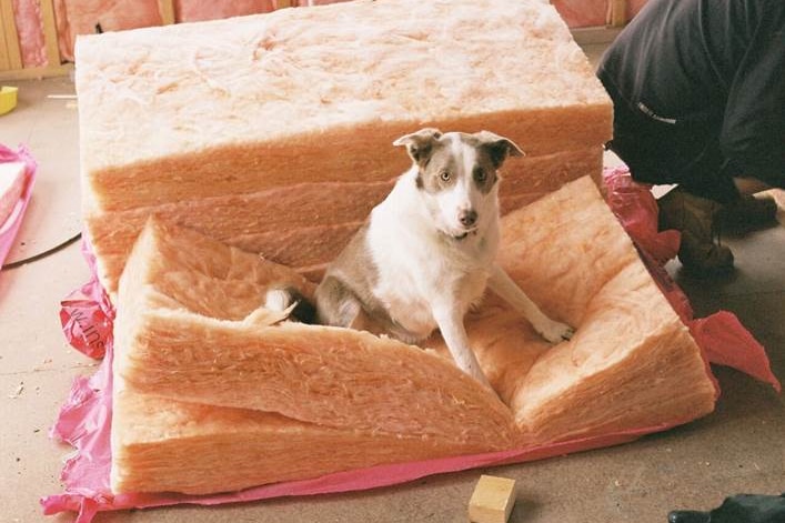 A dog sitting on insulation material