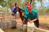 boy scoops water to wash over horse 