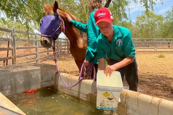 boy scoops water to wash over horse 