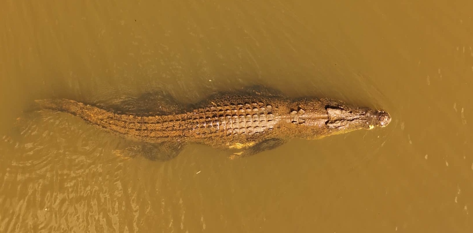 A large crocodile swimming through water. 