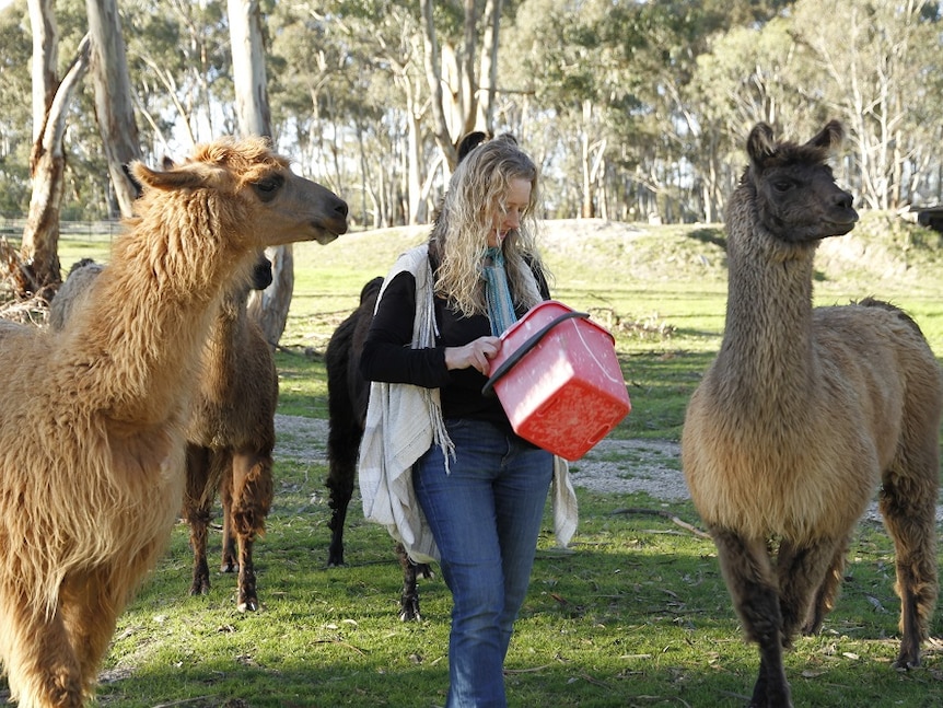 Prue Simmons feeding her llamas.