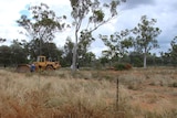 Graziers have been asking for more flexibility in managing native vegetation.
