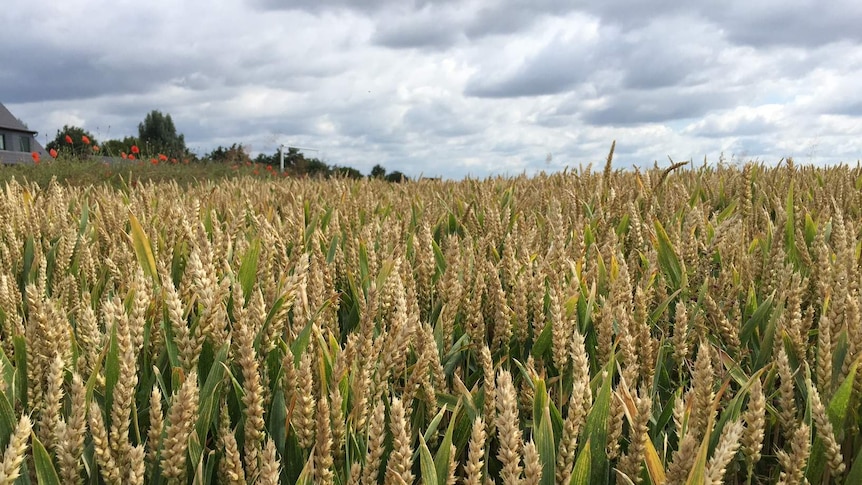 Wheat crop standing in a field.