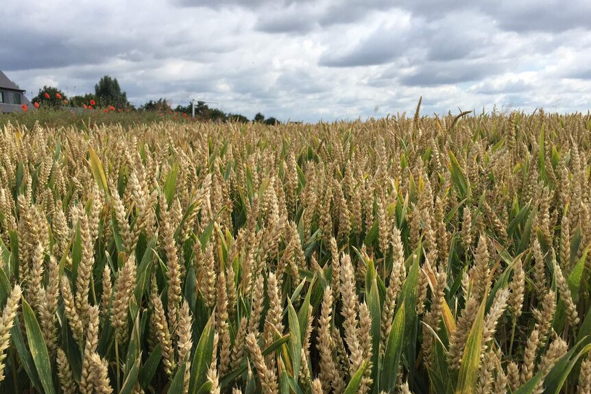 Wheat crop standing in a field in Germany.