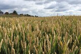 Wheat crop standing in a field.