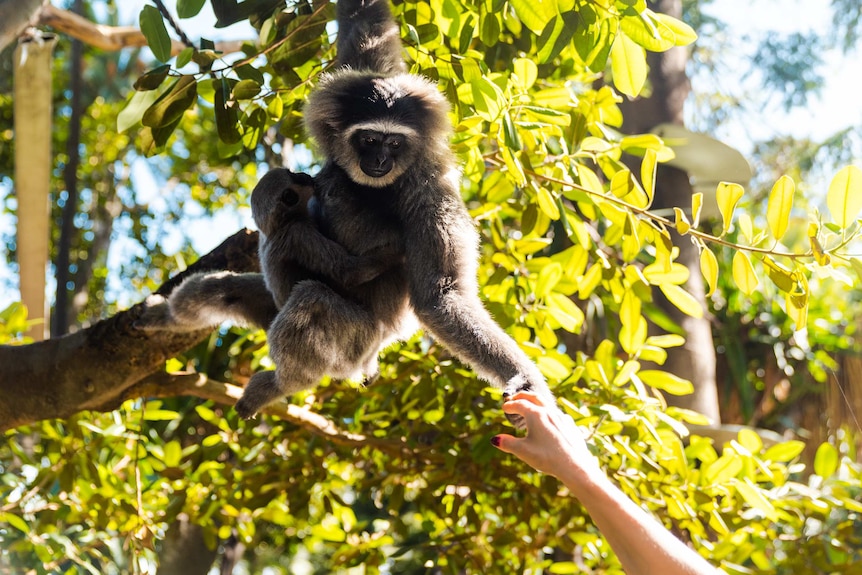 A gibbon in a tree stretches out a hand to a human.