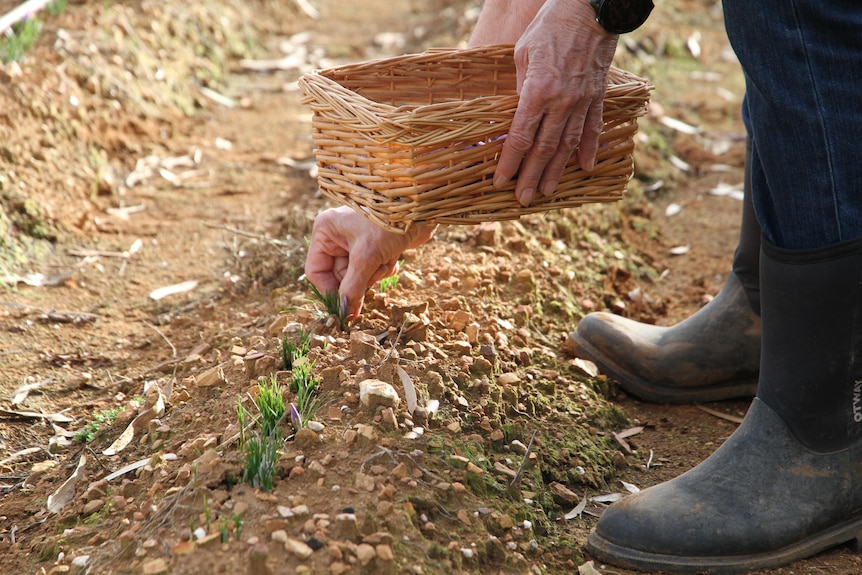 Planting saffron.