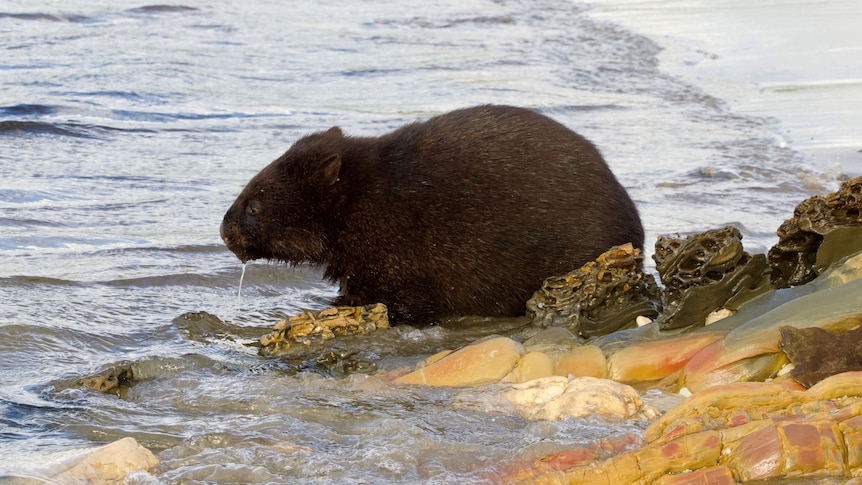 A wombat sits in shallow water along a beach. 