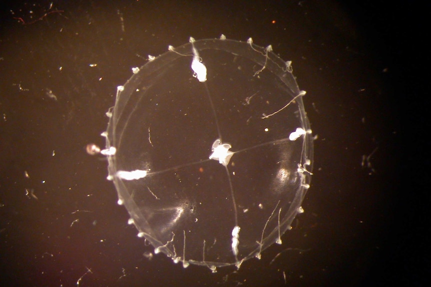 Unidentified Leptomedusa jellyfish under microscope.
