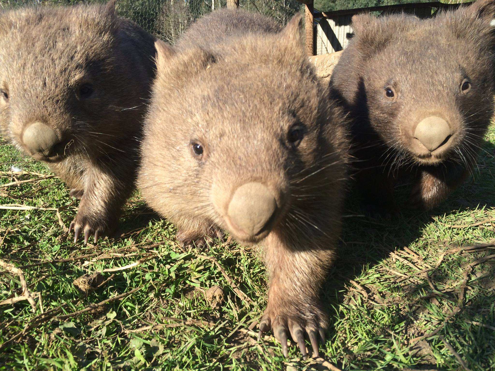 Gippsland's orphaned wombats Where do they go? ABC News