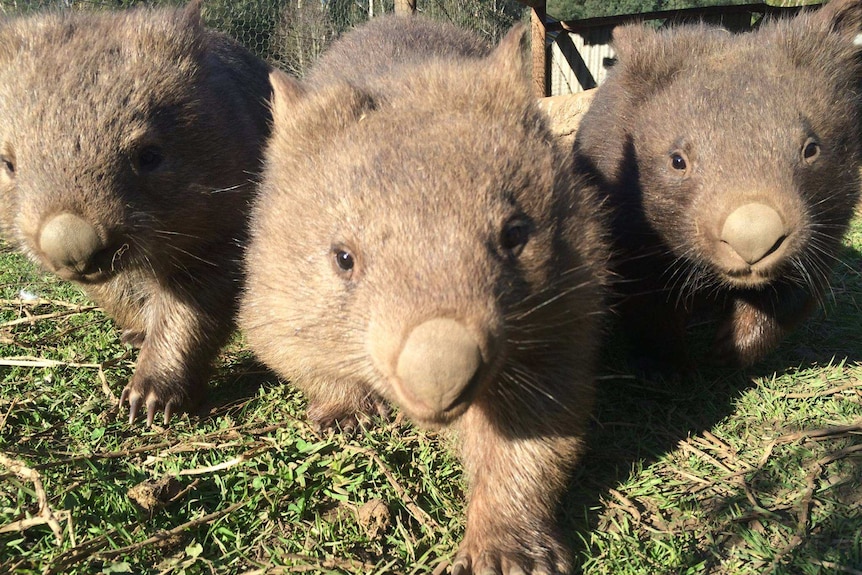 Three curious wombats charge at the camera