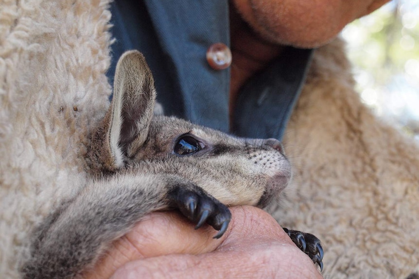 A bridled nailtail wallaby from Avocet Nature Reserve