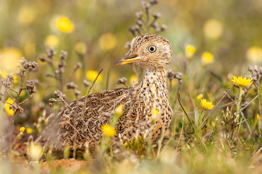 A very small, long-necked bird with a sharp beak stands among grass and flowers.