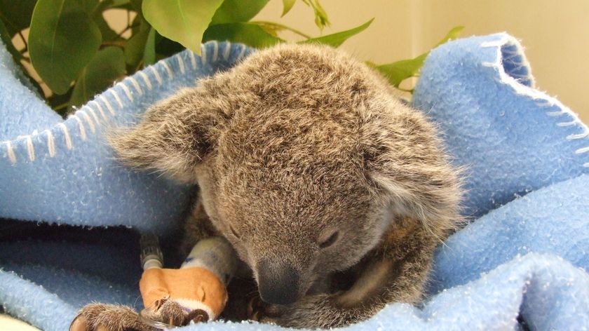 Little victim: the koala joey receives medical attention at Australia Zoo