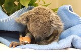 Little victim: the koala joey receives medical attention at Australia Zoo