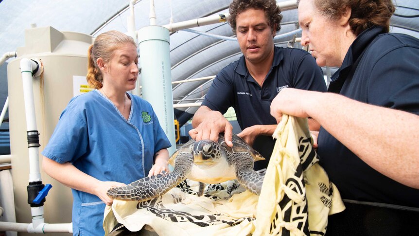 Three researchers hold a turtle.