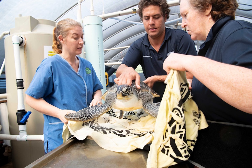 Three researchers hold a turtle.
