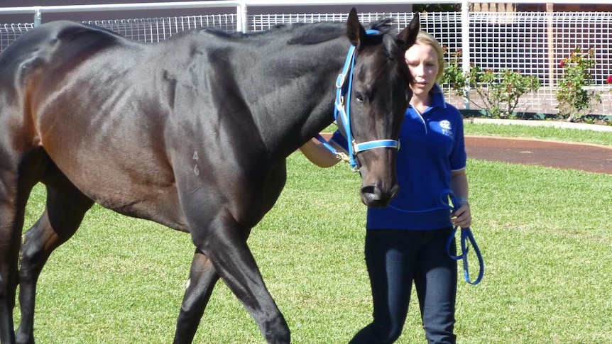Black Caviar is expected to claim her 13th win in as many starts at Brisbane's Doomben racecourse.