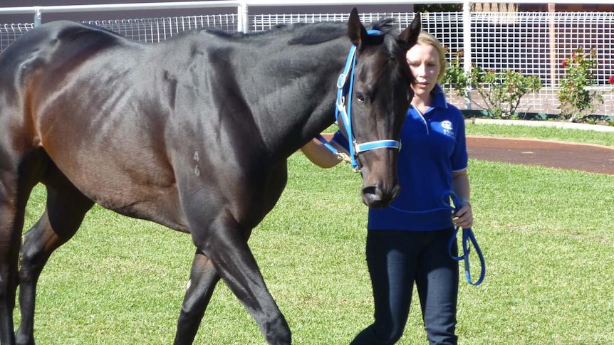 Hunter thoroughbred breeders hopeful Black Caviar will come to the region