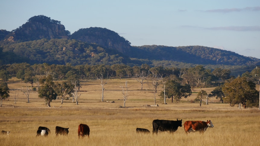 Cows grazing in a paddock with large cliffs in the background.