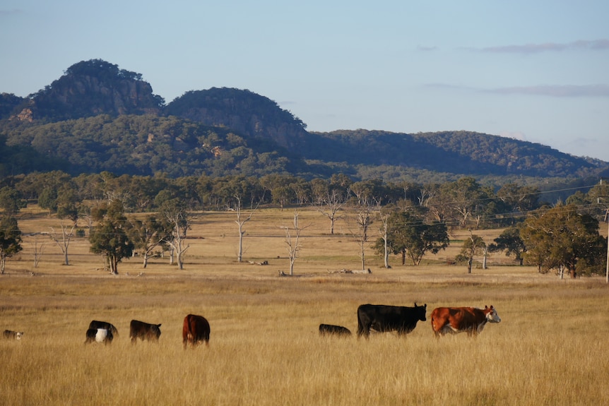 Cows standing in a paddock in front of a mountain range.
