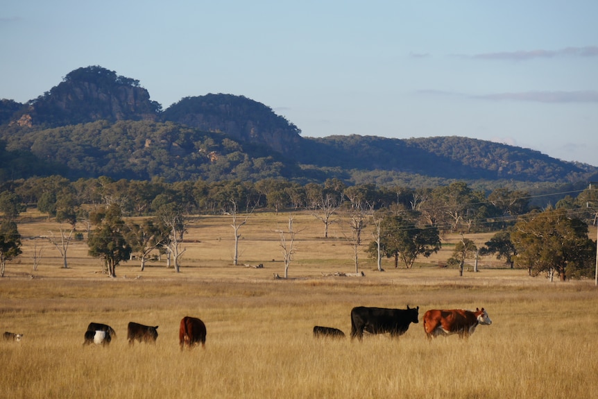 Cows grazing in a paddock with large cliffs in the background.