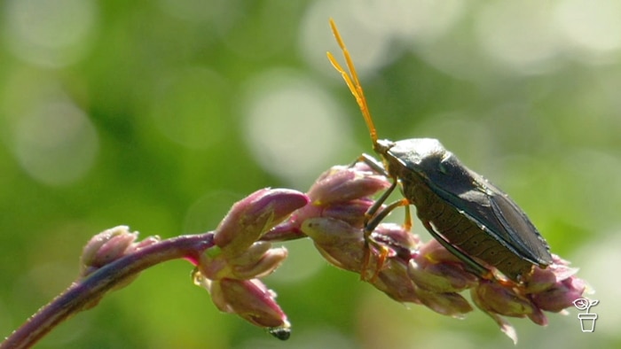 Bug with orange antennae sitting on the end of a flower