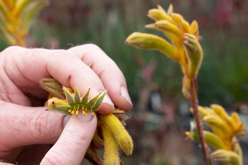 Hand on flower showing how birds pollinate kangaroo paws