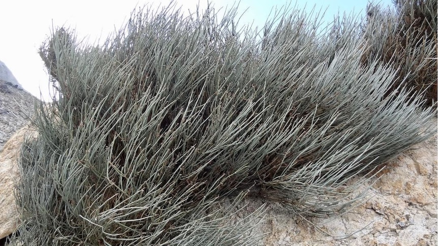 Close up of a ephedra plant