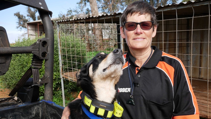 Darkan sheep farmer Karyn Buller stands next to her kelpie Rosie who is perched on the back of a vehicle.