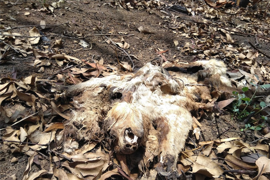 A dead koala, killed in bushfires in Carwong state forrest