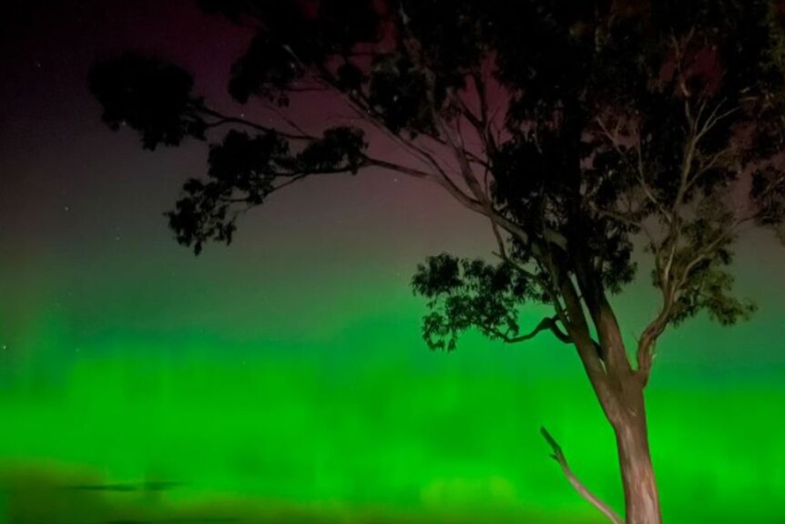 A green Aurora Australis with a tree in the foreground