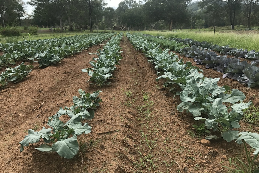 A field of vegetables.