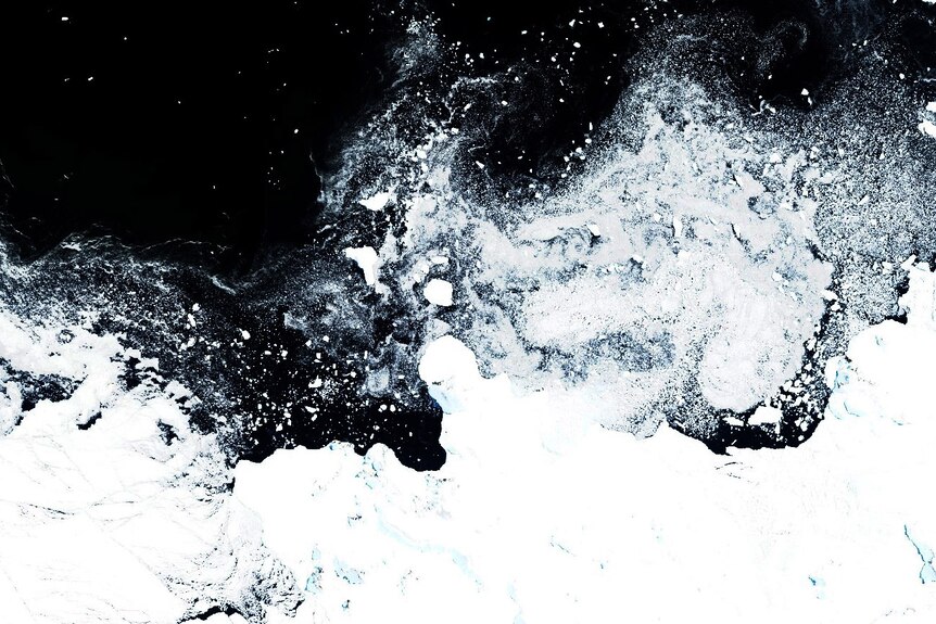 A satellite image shows sea ice in the water off the Antarctic Peninsula.