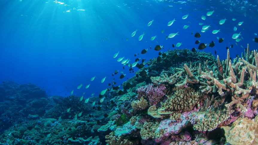 Fish swim around coral