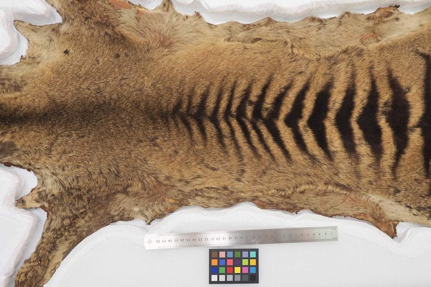 A Tasmanian Tige rpelt, laid flat showing stripes with a ruler and colour chart next to it