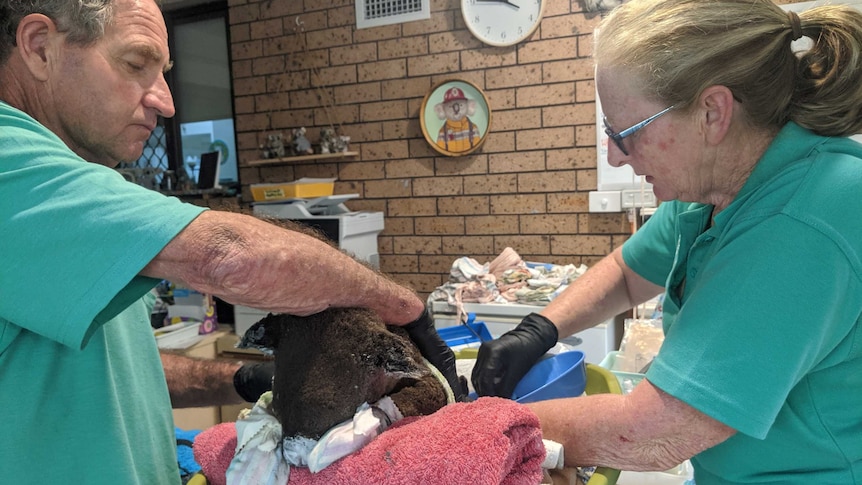 Sooty being treated for burns suffered in the bushfires