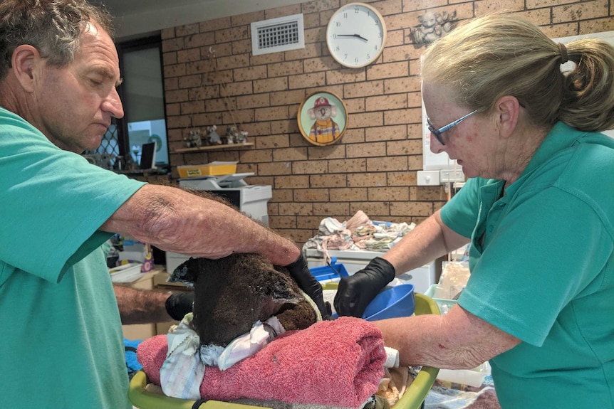 Sooty being treated for burns suffered in the bushfires
