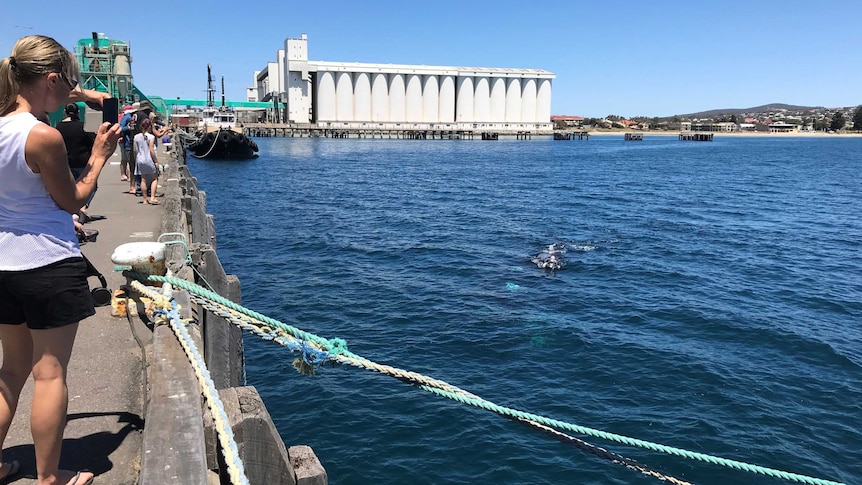 People on the left standing on a wharf looking out at a whale in the water on the right, with white silos in the top background