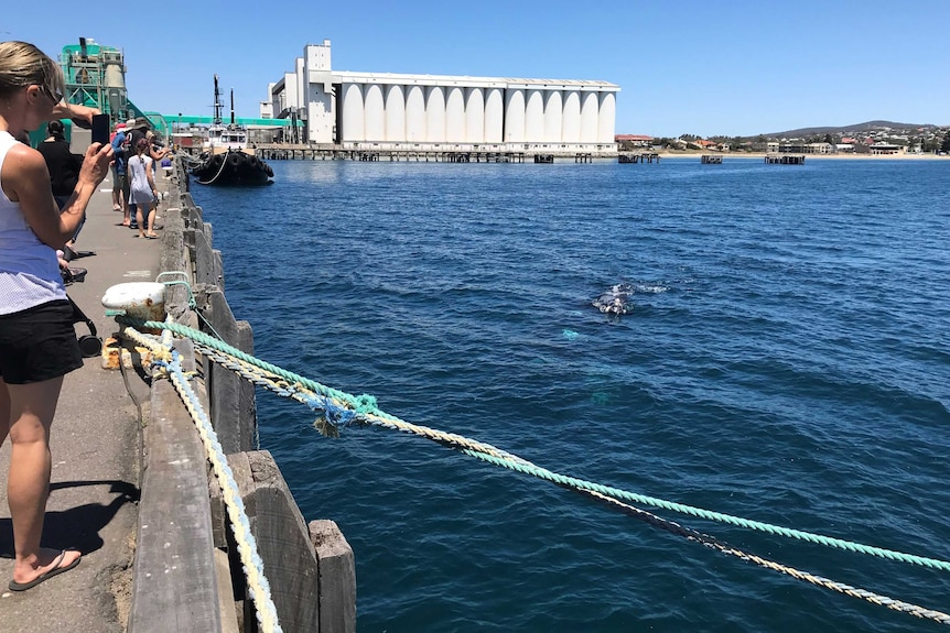 People on the left standing on a wharf looking out at a whale in the water on the right, with white silos in the top background