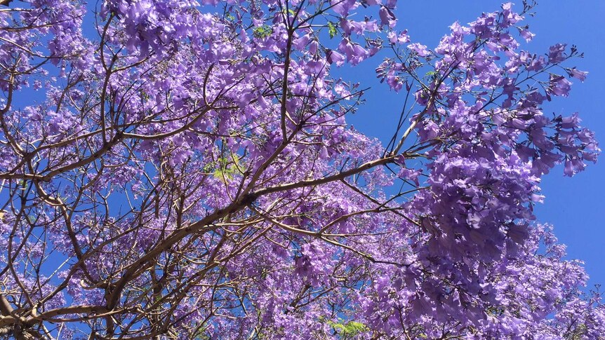 Jacaranda tree flowers at Sydney University