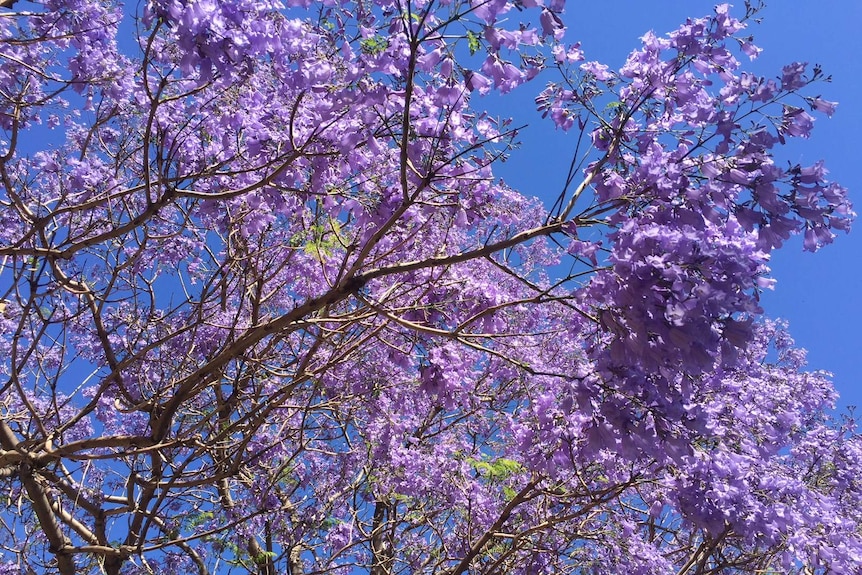 Jacaranda tree flowers at Sydney University