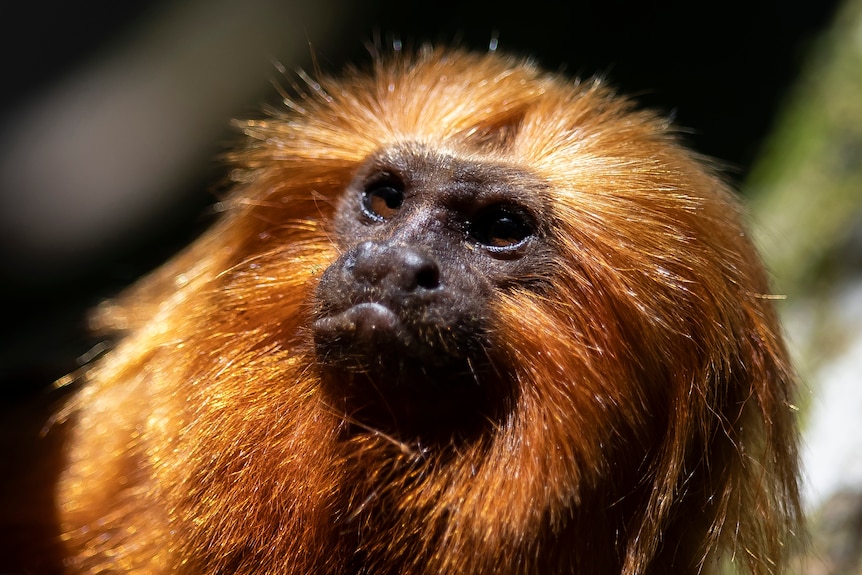 A close-up of a golden lion tamarin monkey looking at the camera.