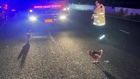Chickens on road with RFS truck.
