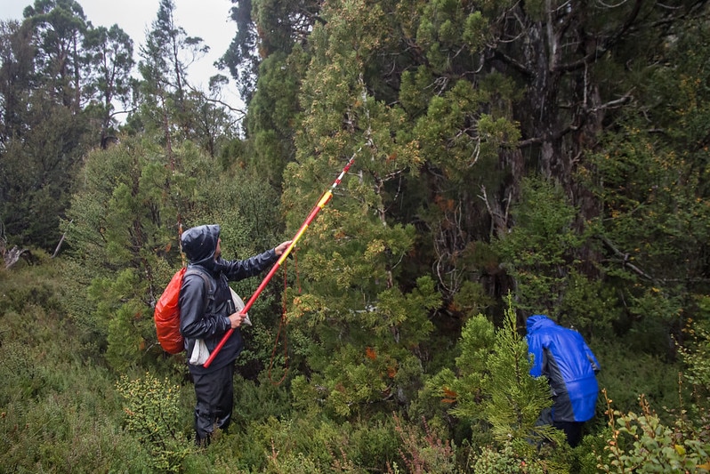 A man is holding a stick at a tree looking for pine cones.