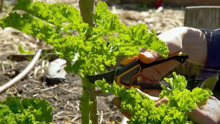 A person snipping a kale tree with secateurs.