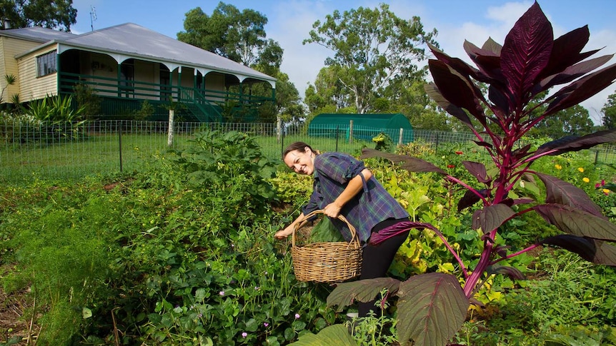 Woman crouching in garden, picking vegetables.