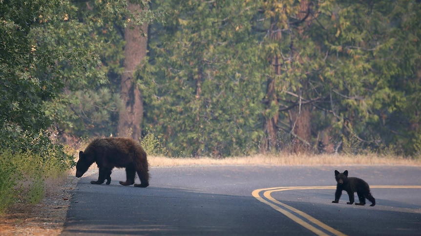 A bear and cub cross a road near a Yosemite wildfire