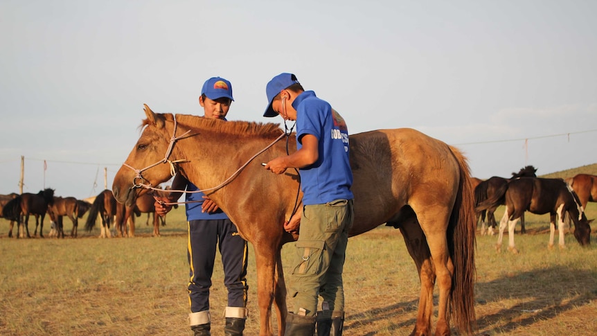Vets checking a horse in the setting Mongolian sun.